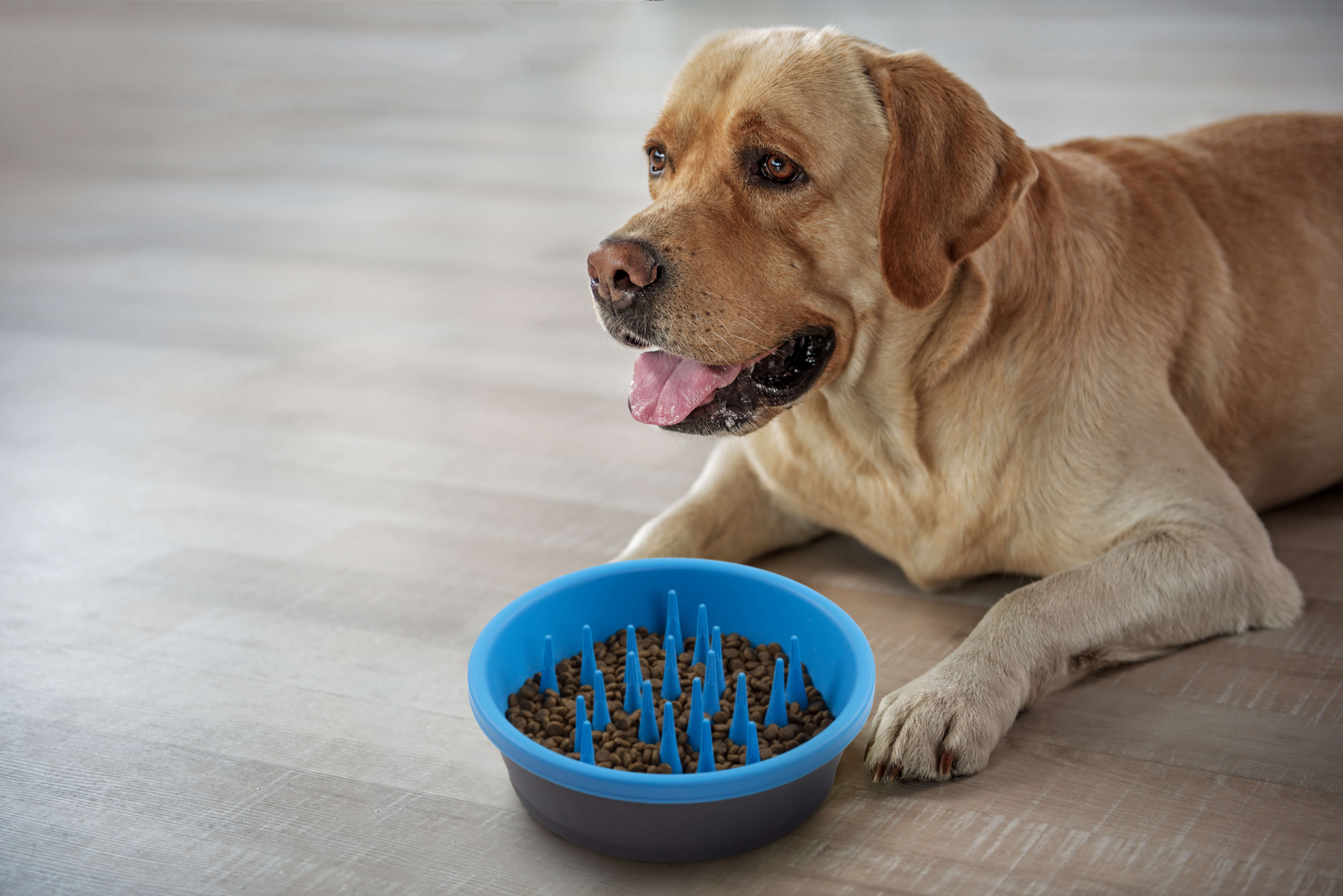 Dexas silicone blue dog slow feeder bowl with dog