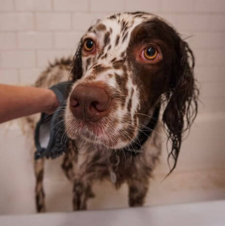 Person washing a dog in the bath with clean paws drying mitt