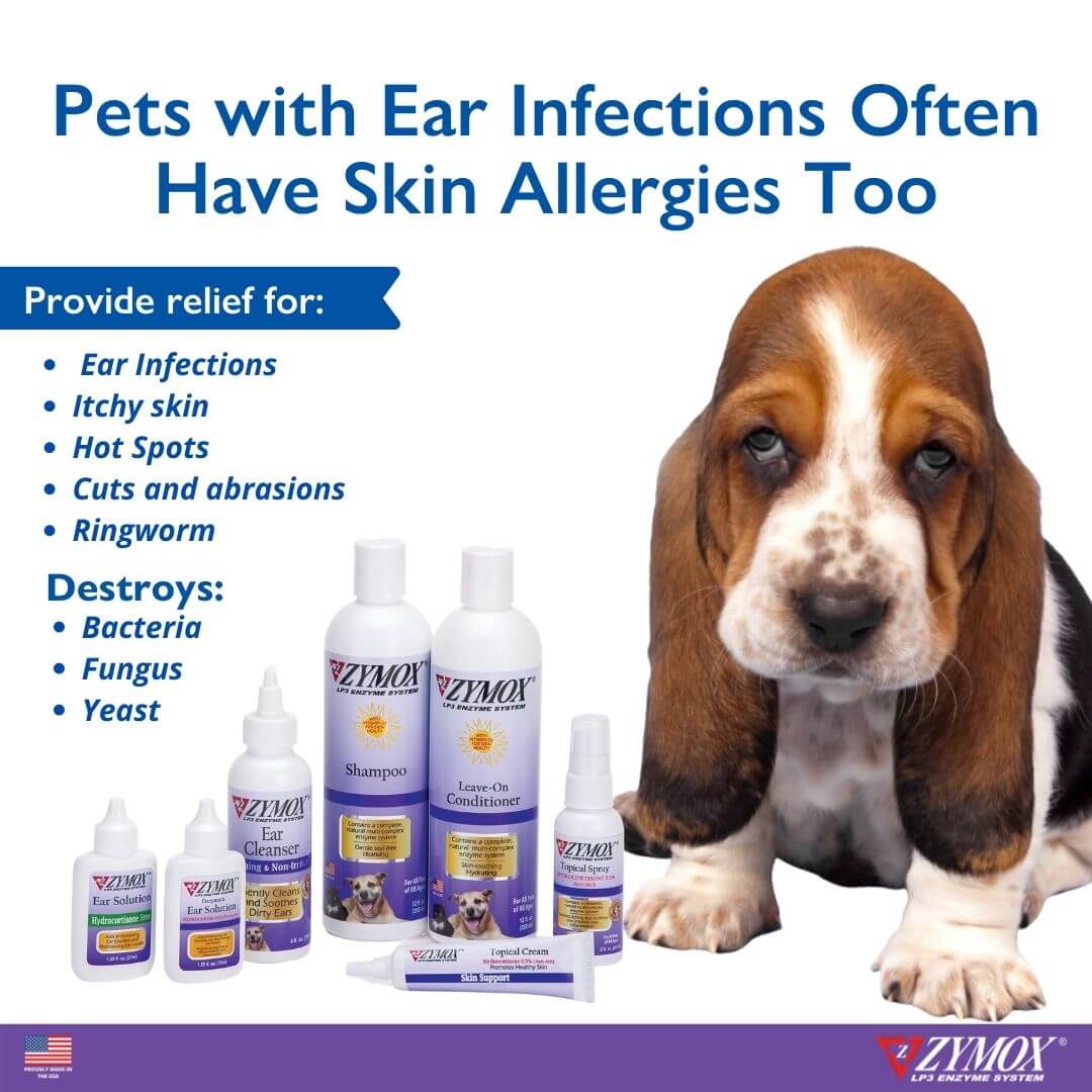 Pets with ear infections often have skin allergies too