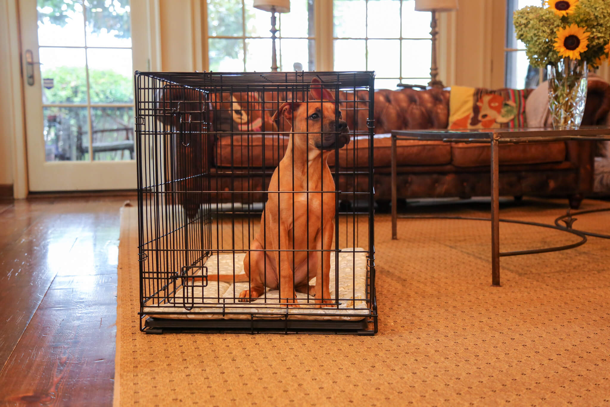 Dog Crate