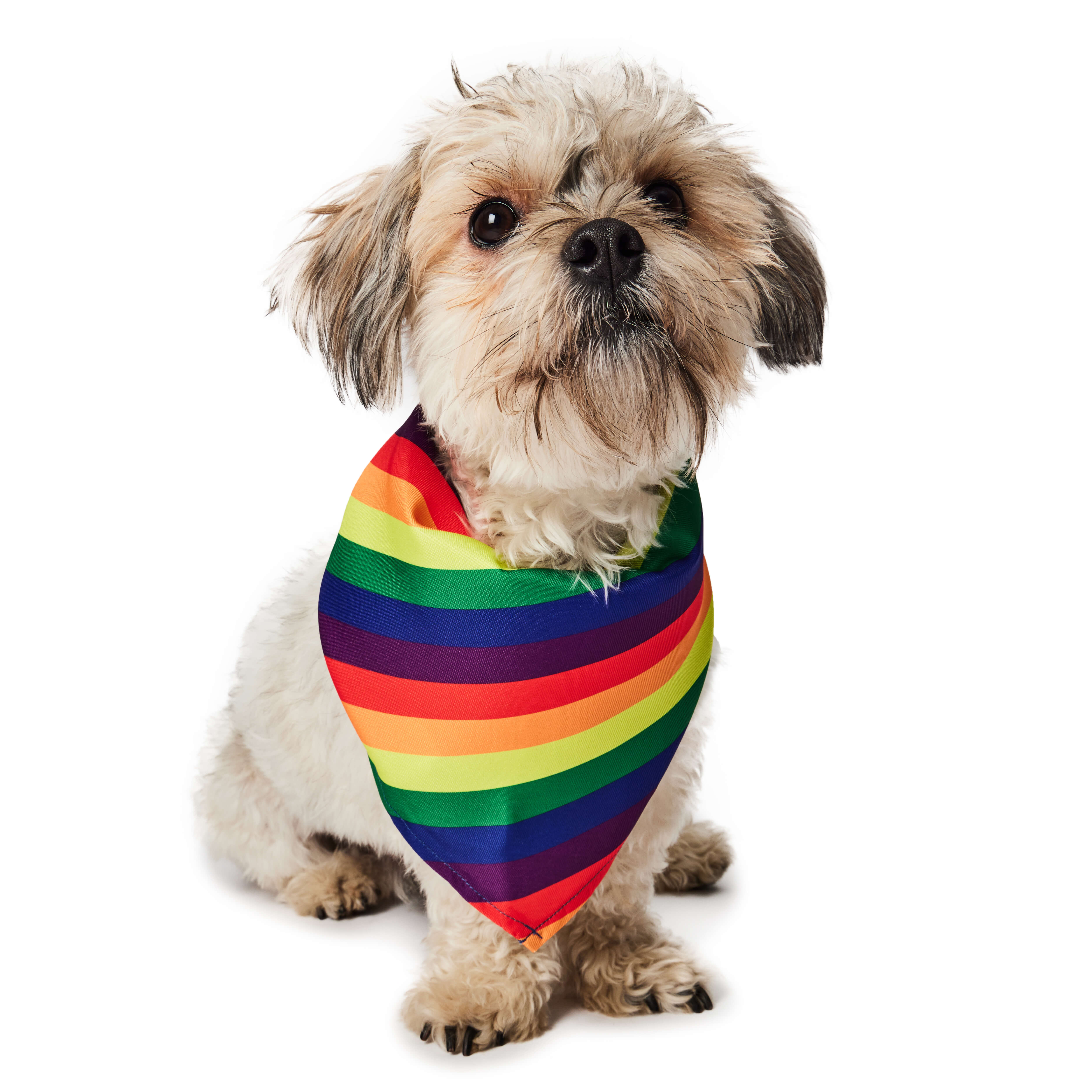 Hotel doggy rainbow bandana