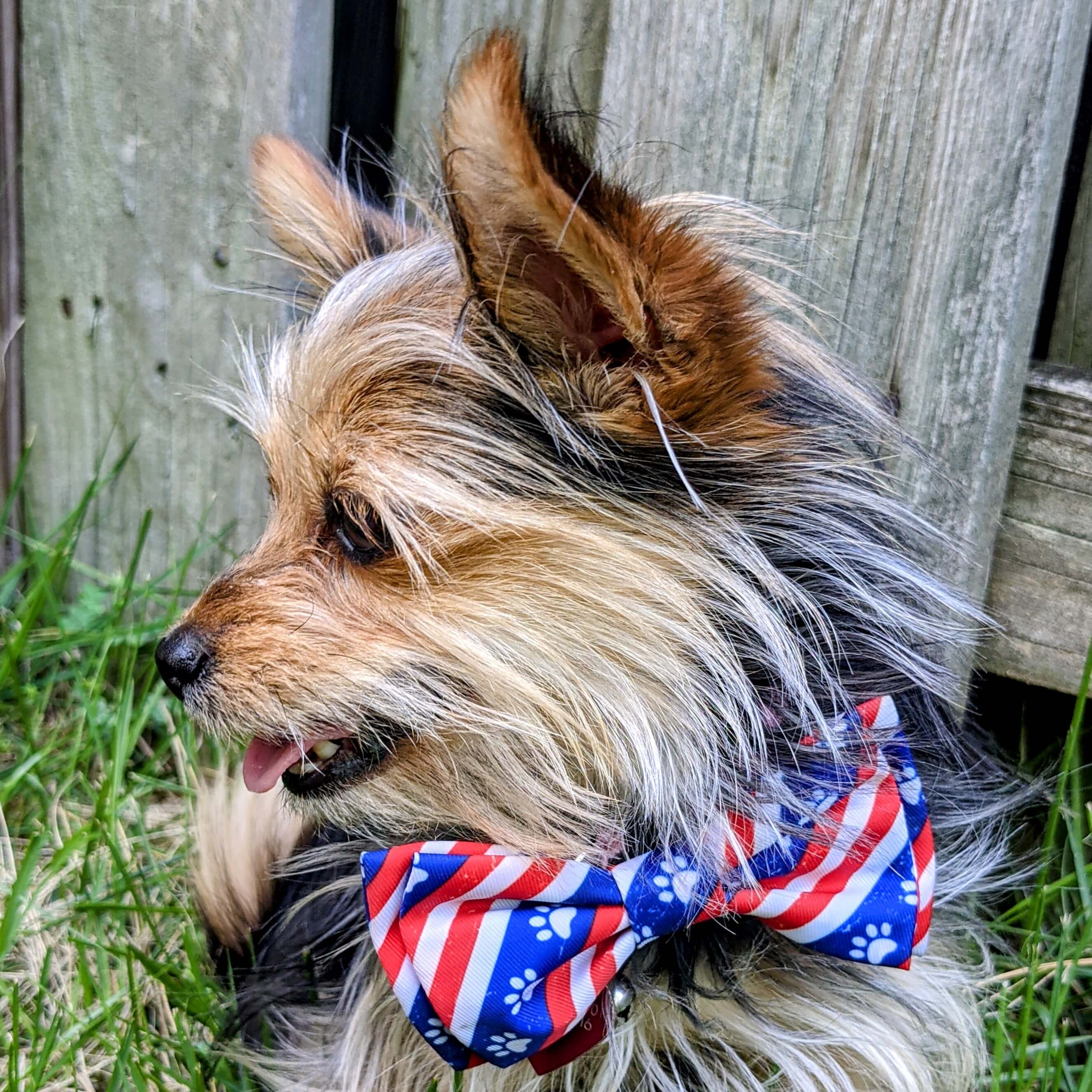 Huxley & Kent paws and stripes bow tie on dog
