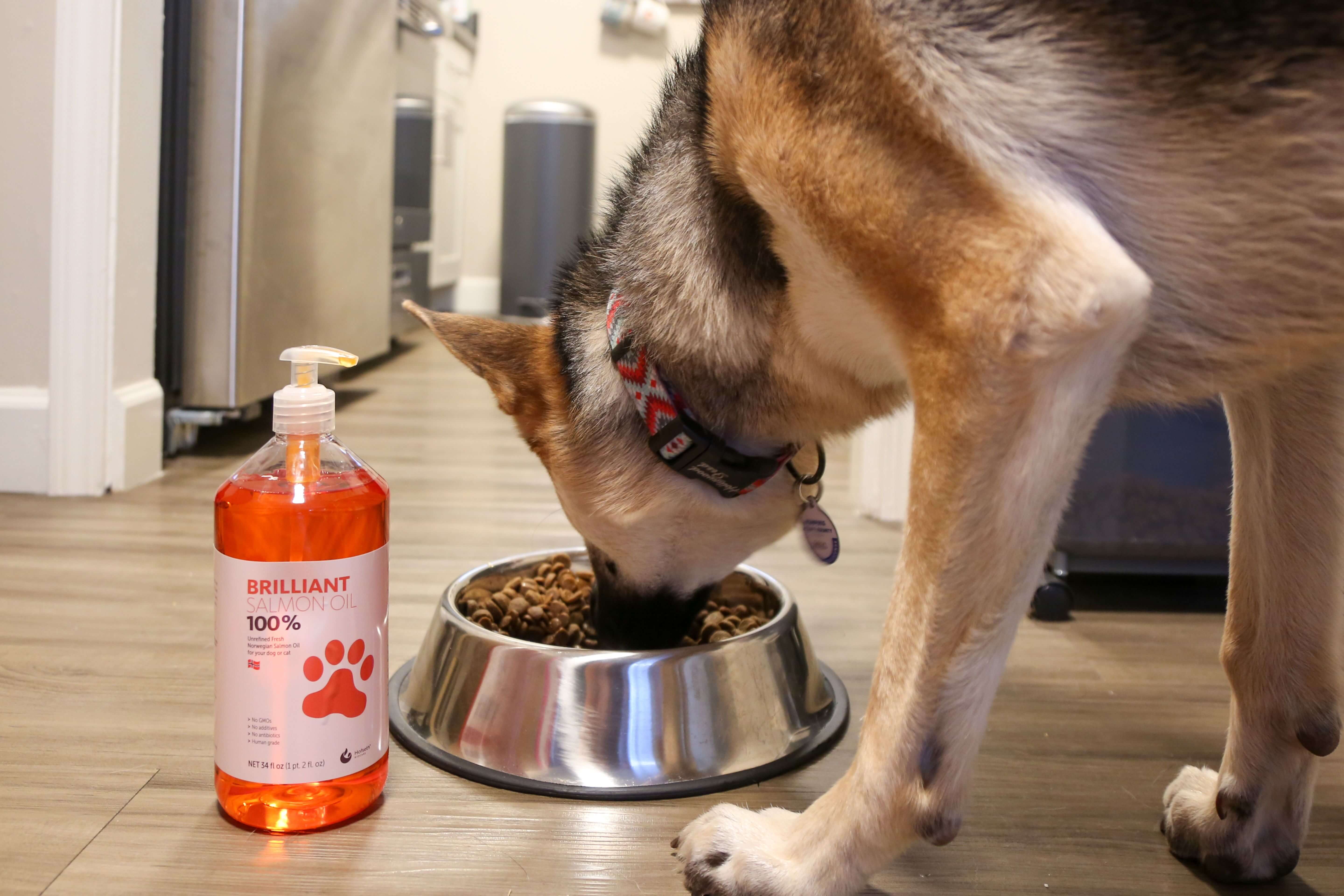brilliant salmon oil dogs and cats