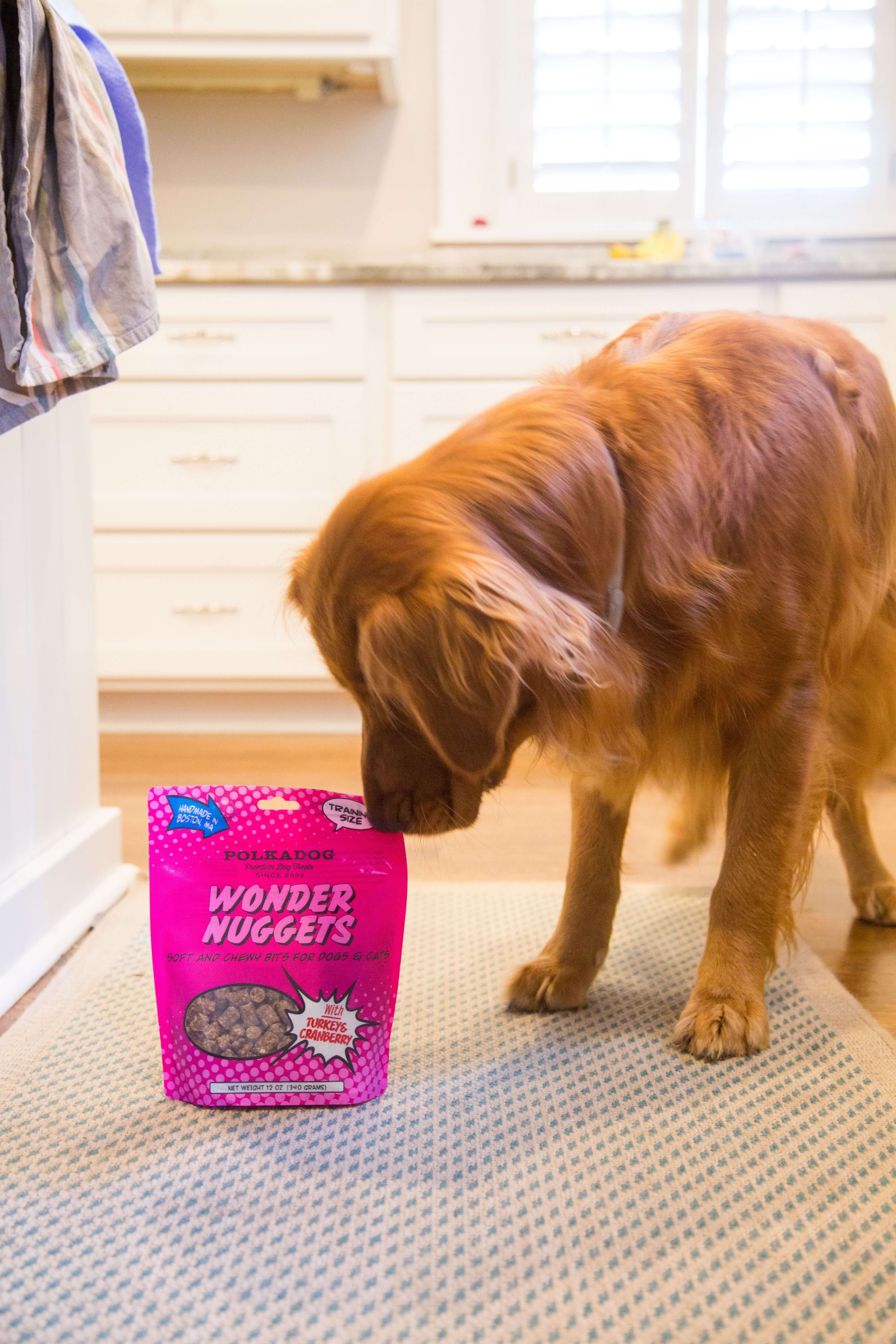 Dog posing next to winder nuggets