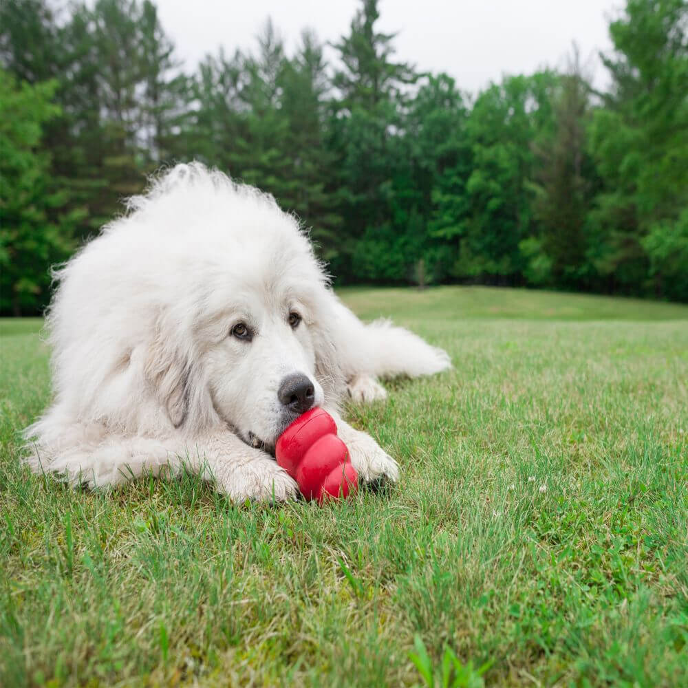 KONG - Dog Toy