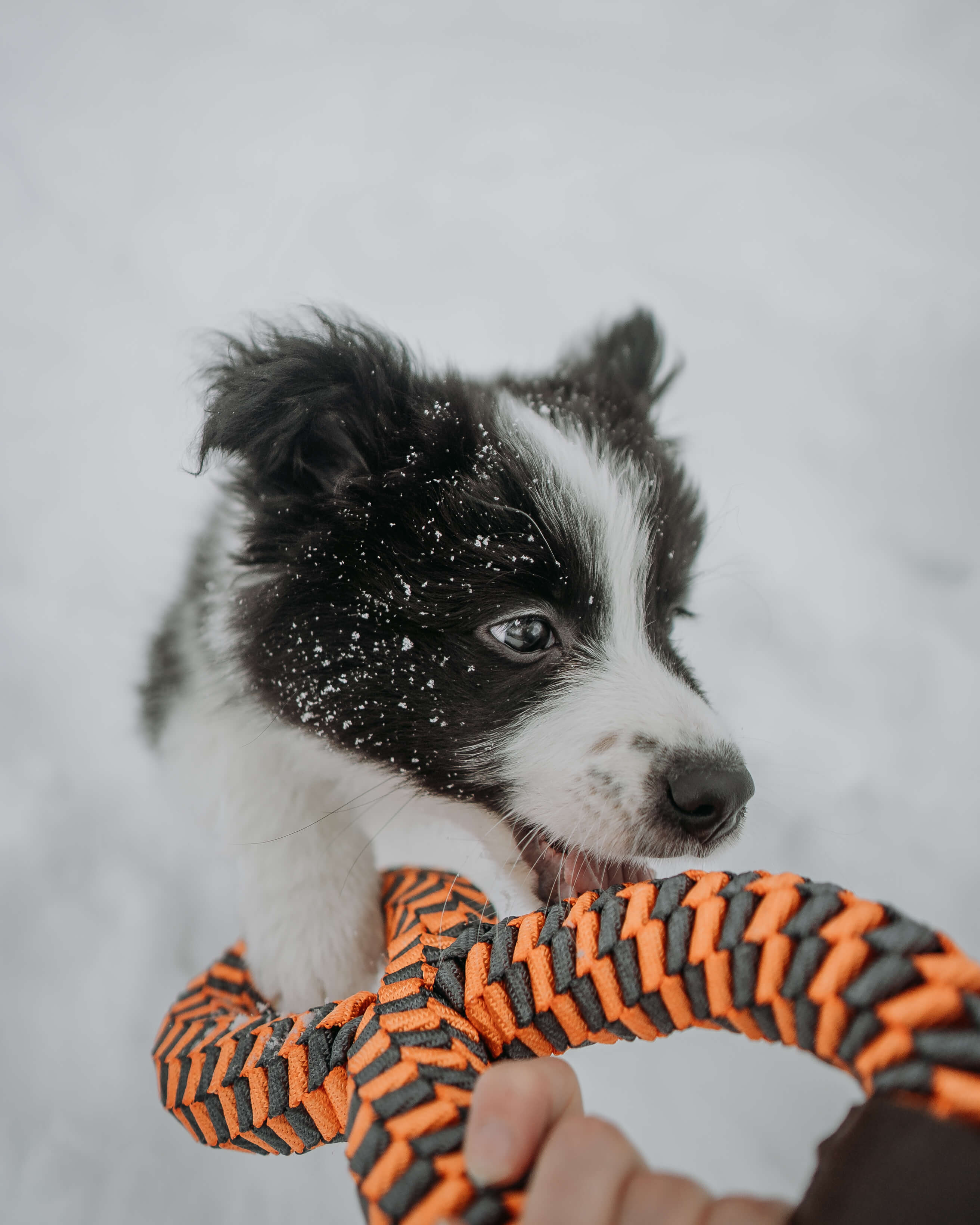 Dog in snow with Tall Tails infinity tug toy
