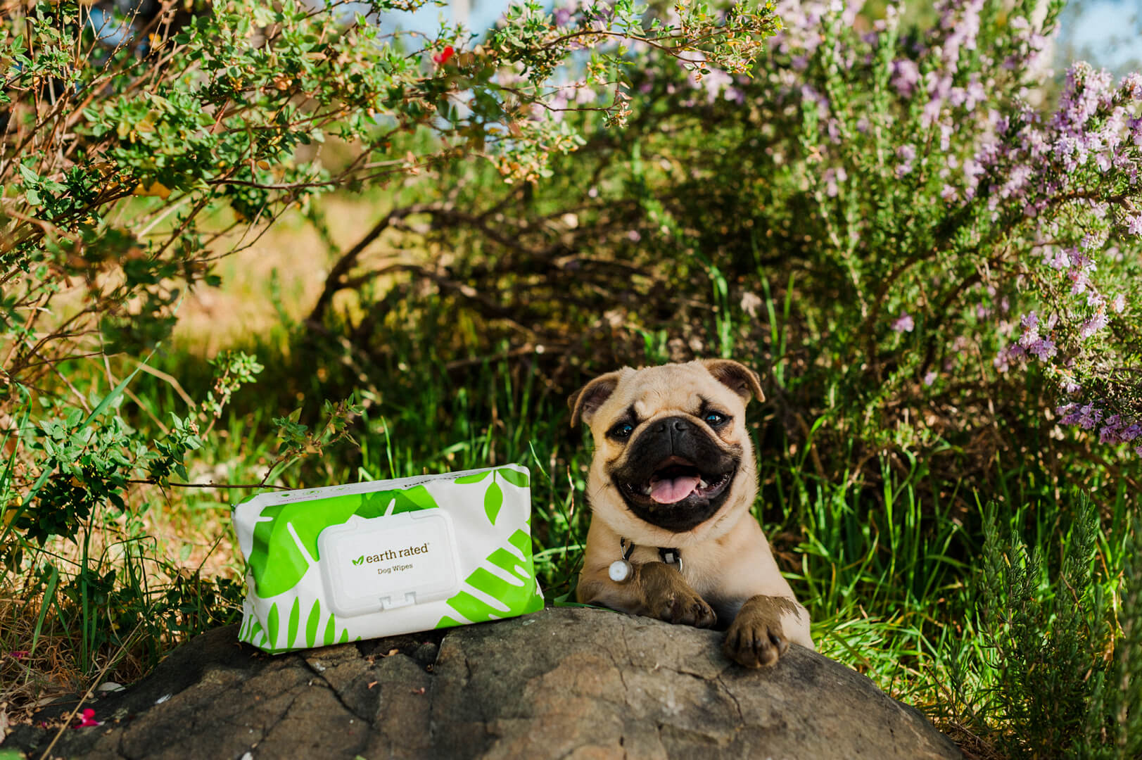 Dog smiling outside next to earth rated compostable dog grooming wipes - unscented