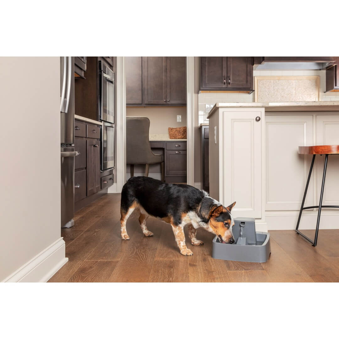 Dog drinking from drinkwell pet fountain on kitchen floor