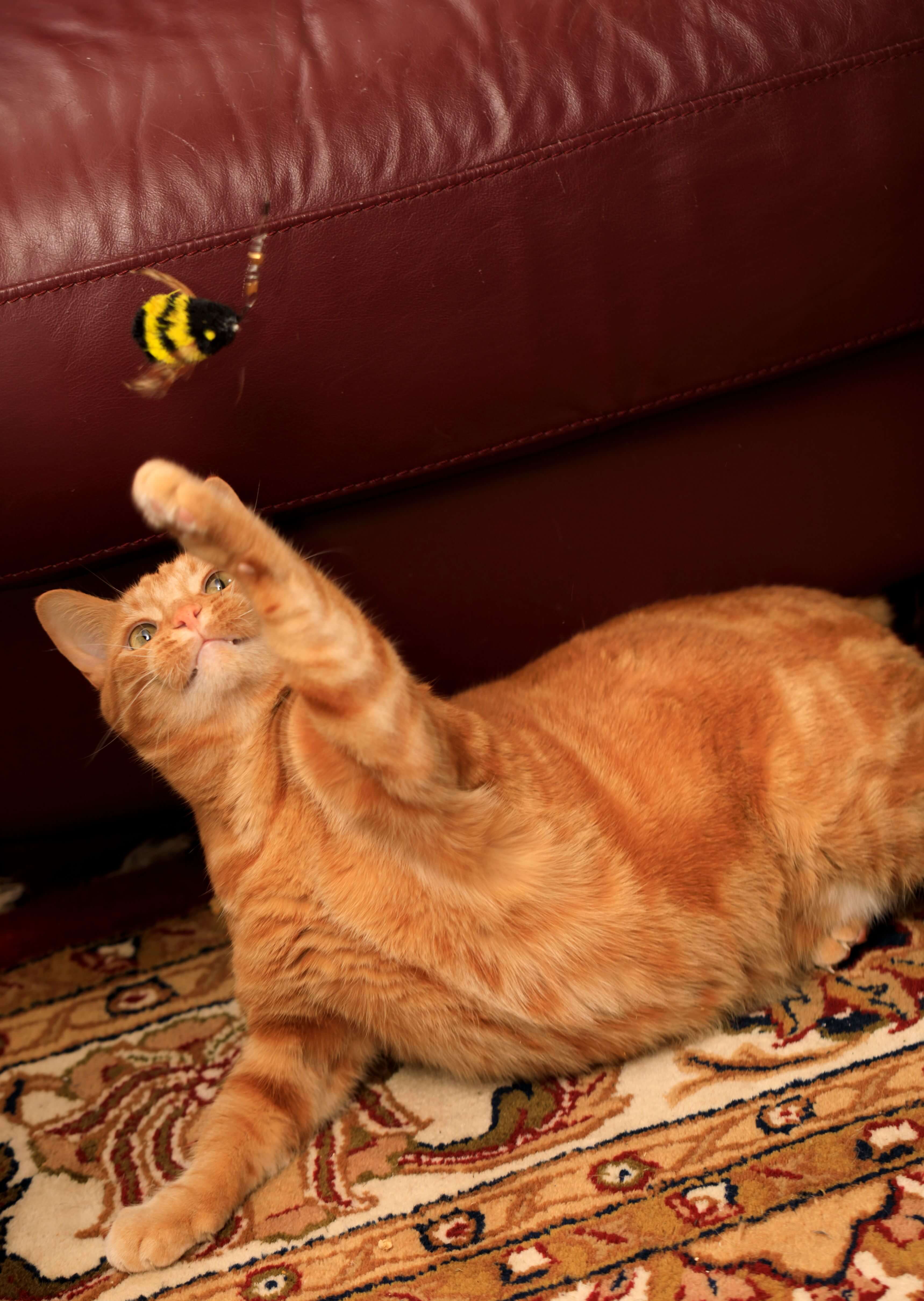 Cat playing with go cat cat toy - da bee wand