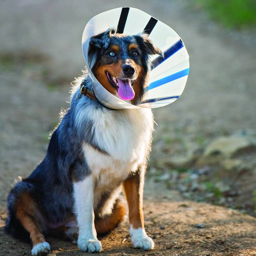 Dog outside wearing kong e-collar ez clear cone