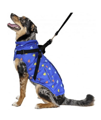 Dog posing in fashion pet puffy heart harness coat blue