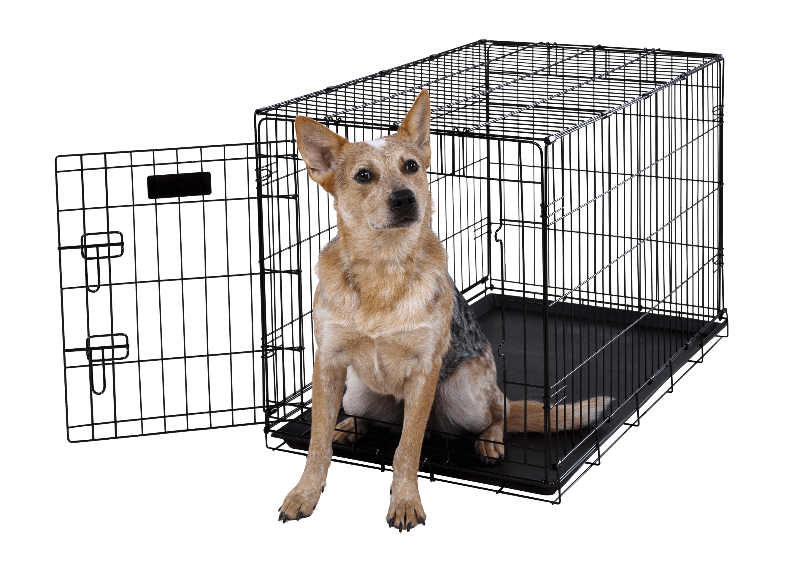 dog sitting in Hollywood Feed 36 inch wire dog kennel single door