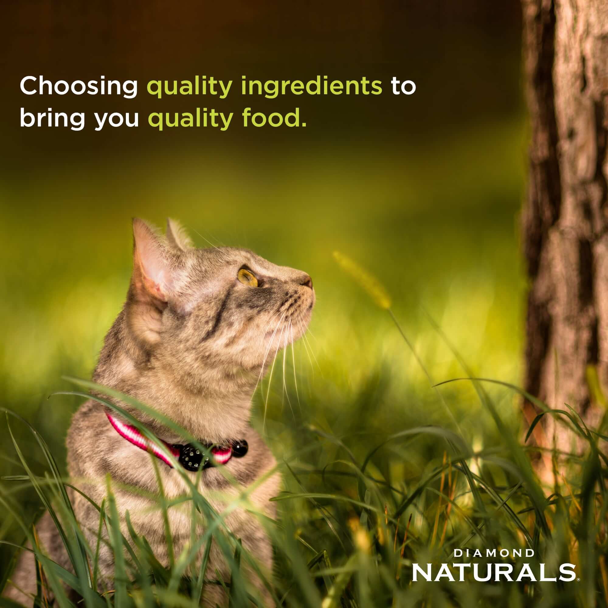 Diamond Naturals Indoor Cat Choosing quality ingredients to bring you quality food