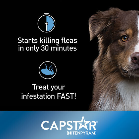 CAPSTAR starts killing fleas in only 30 minutes
