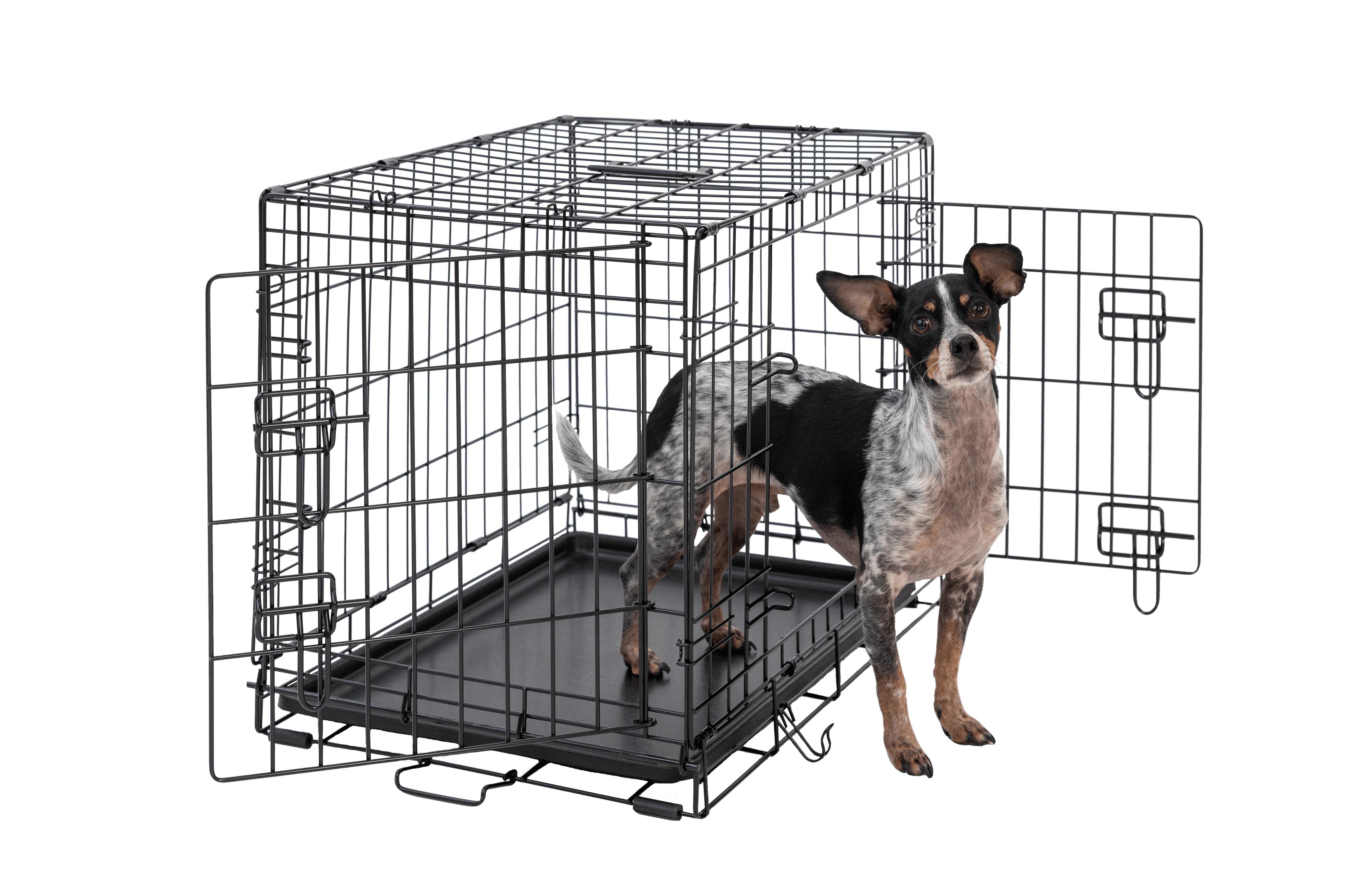 Dog in 2 door 24 inch wire dog kennel