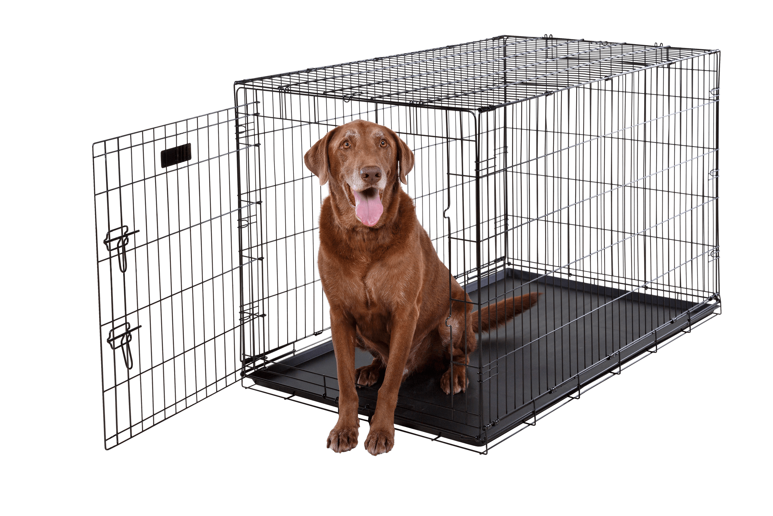 lab in 48 inch crate with single door 
