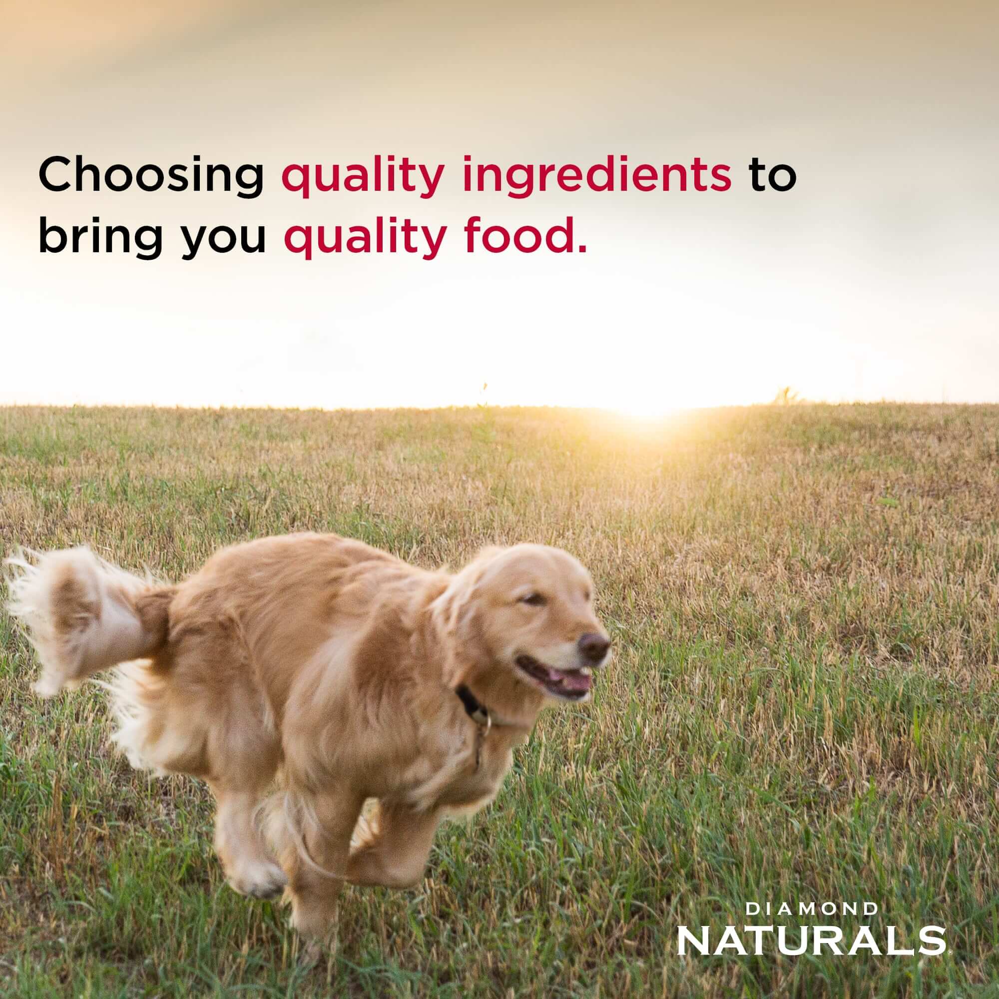 Diamond Naturals Small Breed Choosing quality ingredients to bring you quality food
