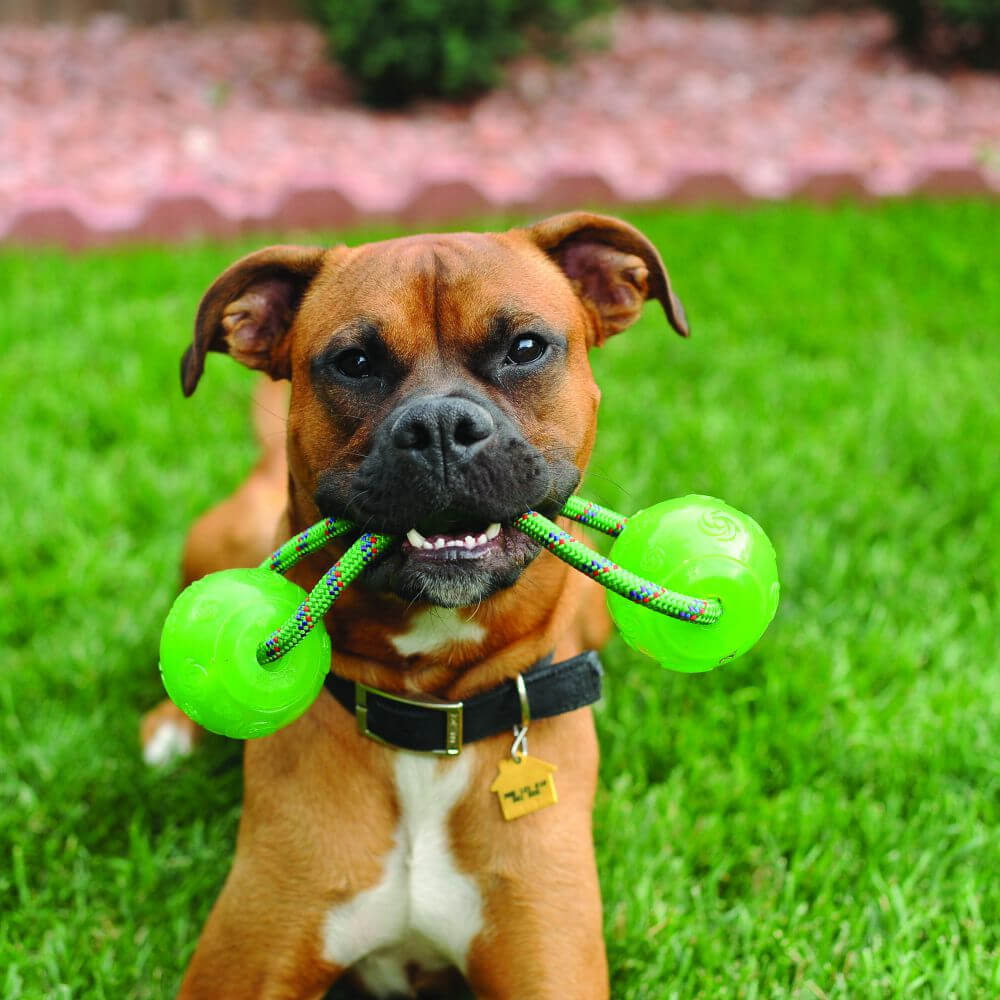 Dog playing with kong squeezz ball with handle