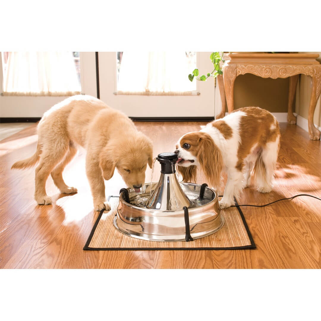 Two dogs drinking from drinkwell stainless steel pet fountain on floor