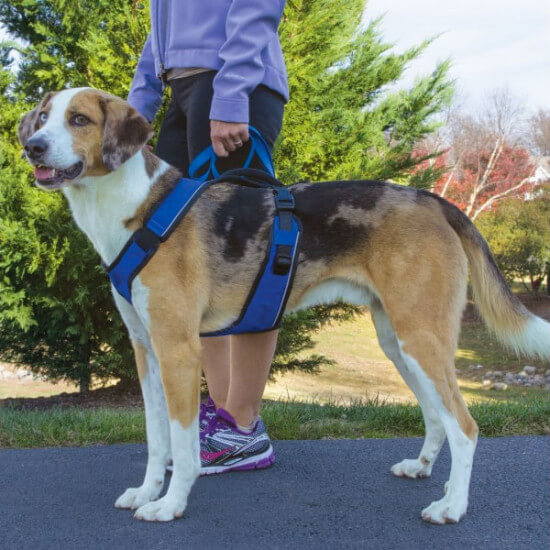 Person holding a dog wearing the petsafe easysport harness in blue