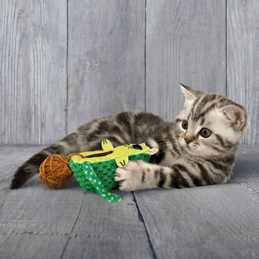 Kitten playing with kong wrangler avocato