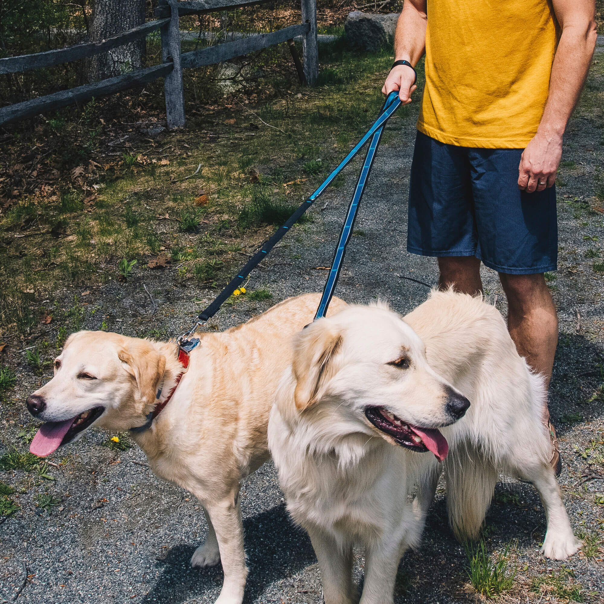 two dog on a walk with the kurgo quantum dog leash
