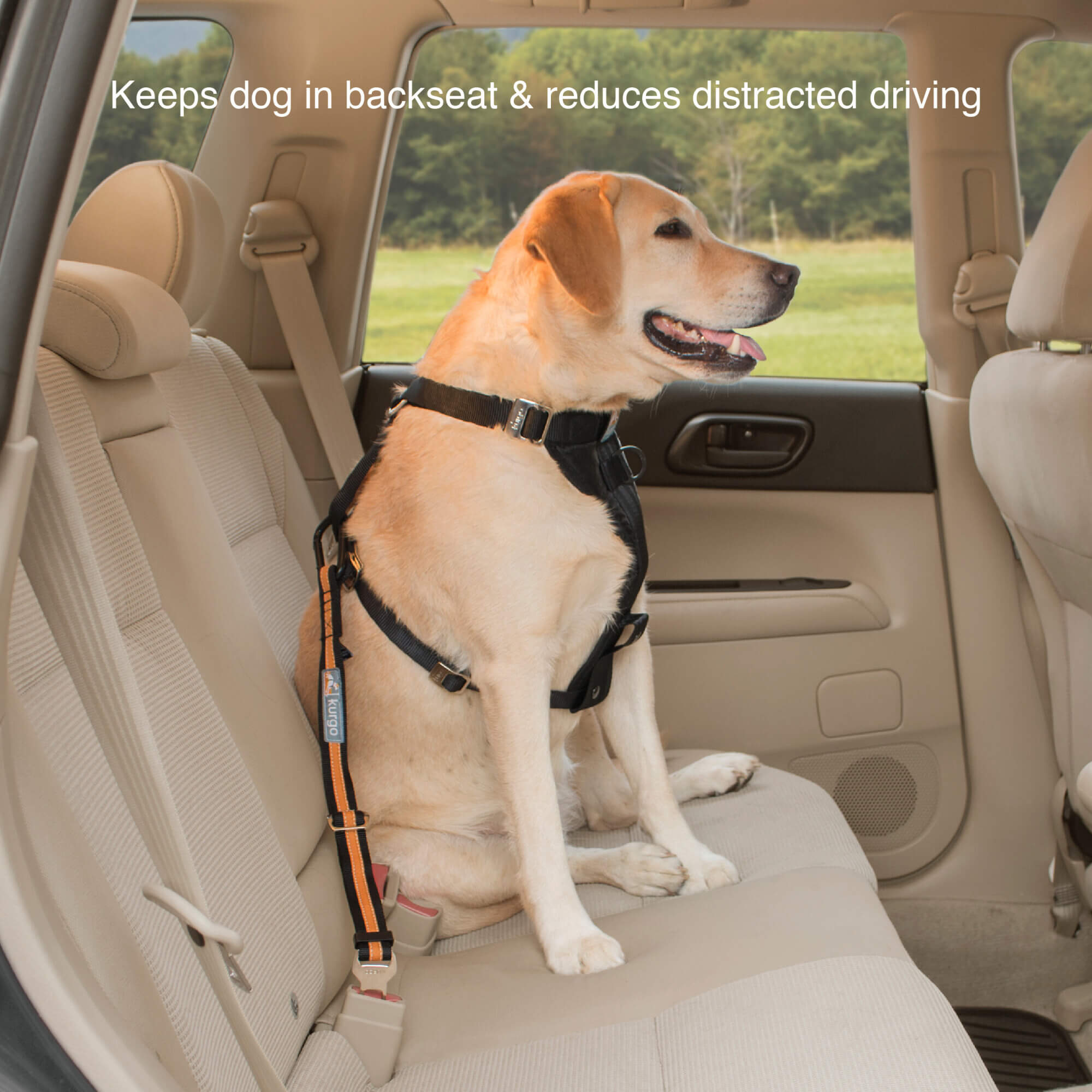 Dog wearing harness clipped into back seat with kurgo direct seatbelt teather