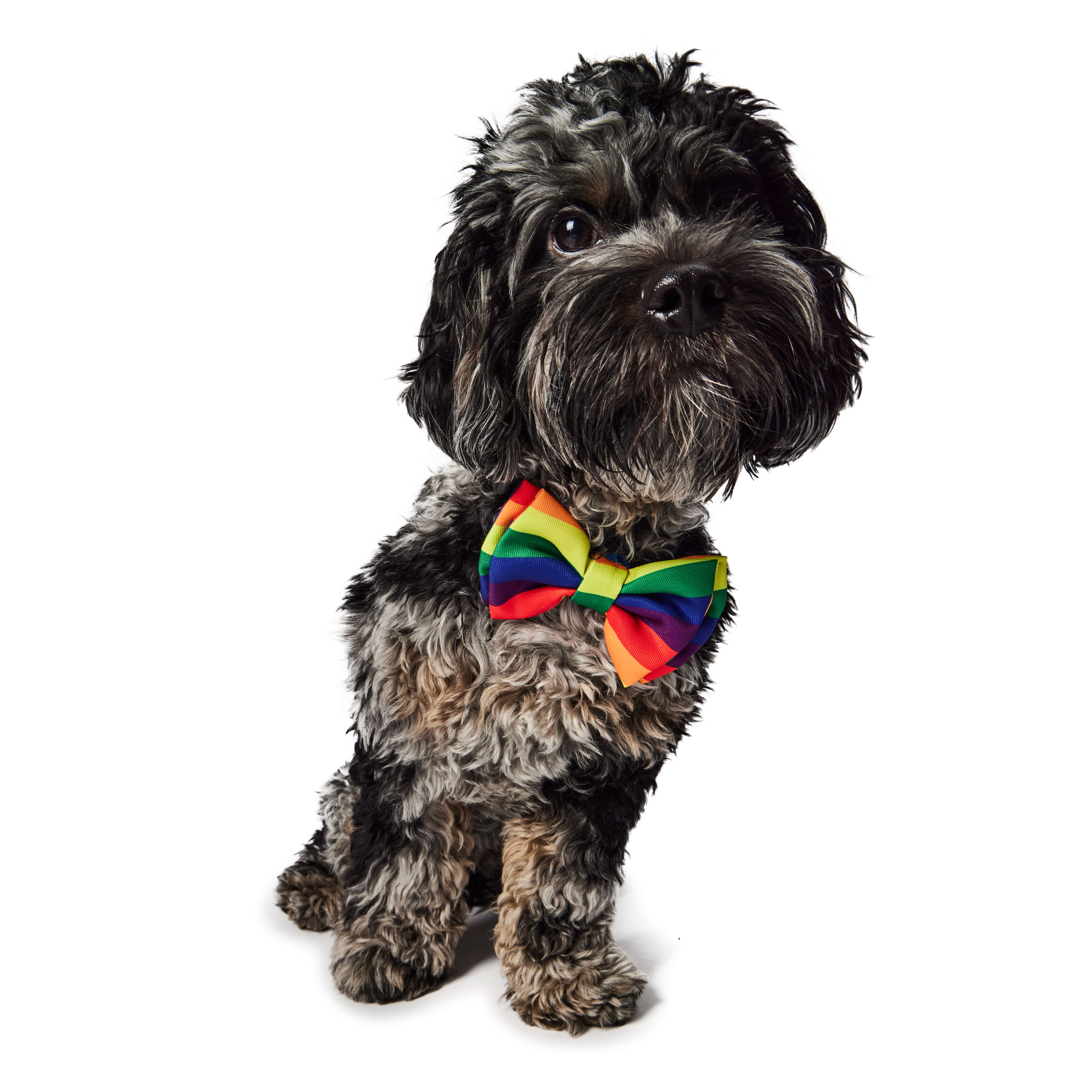 Hotel Doggy Rainbow Bow Tie