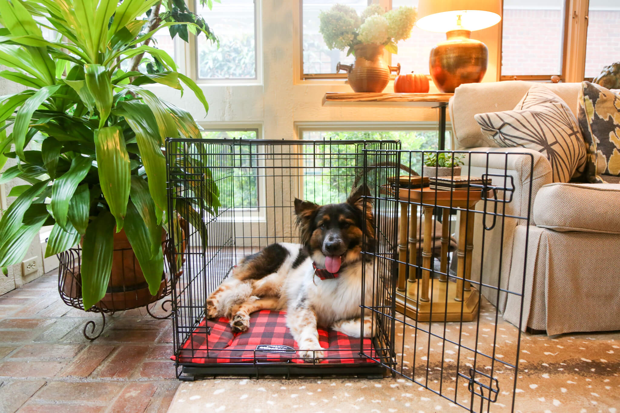 dog in 36 inch crate single door with crate mat