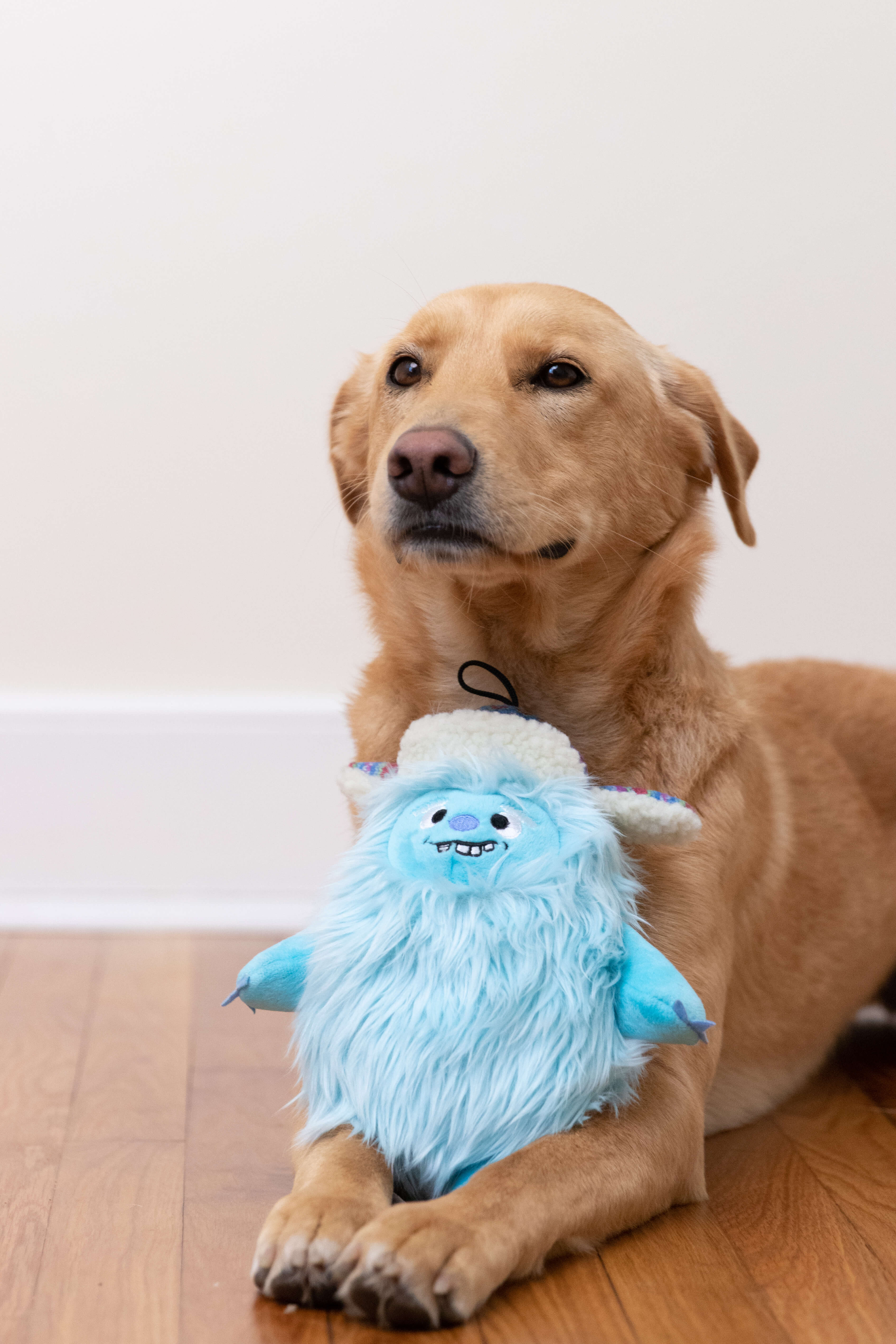 Dog posing with everest shaggy yeti