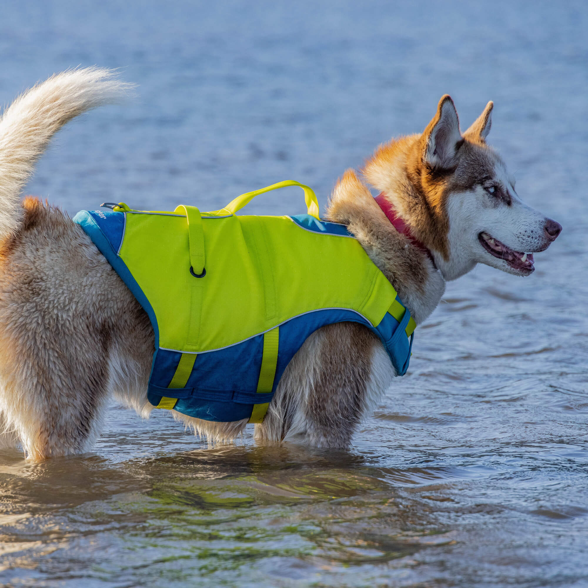 dog standing in water kurgo life jacket yellow for dogs 