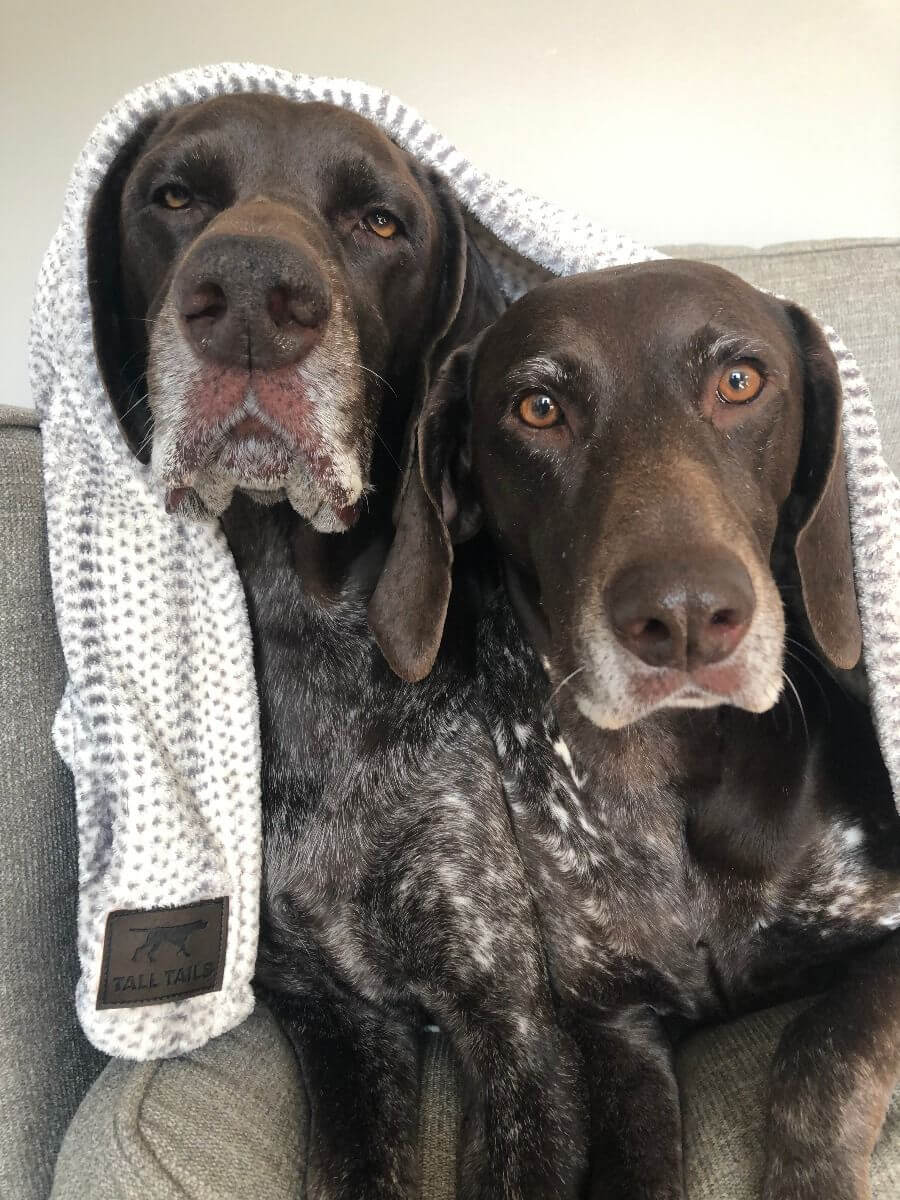 Two dogs under cable knit print blanket