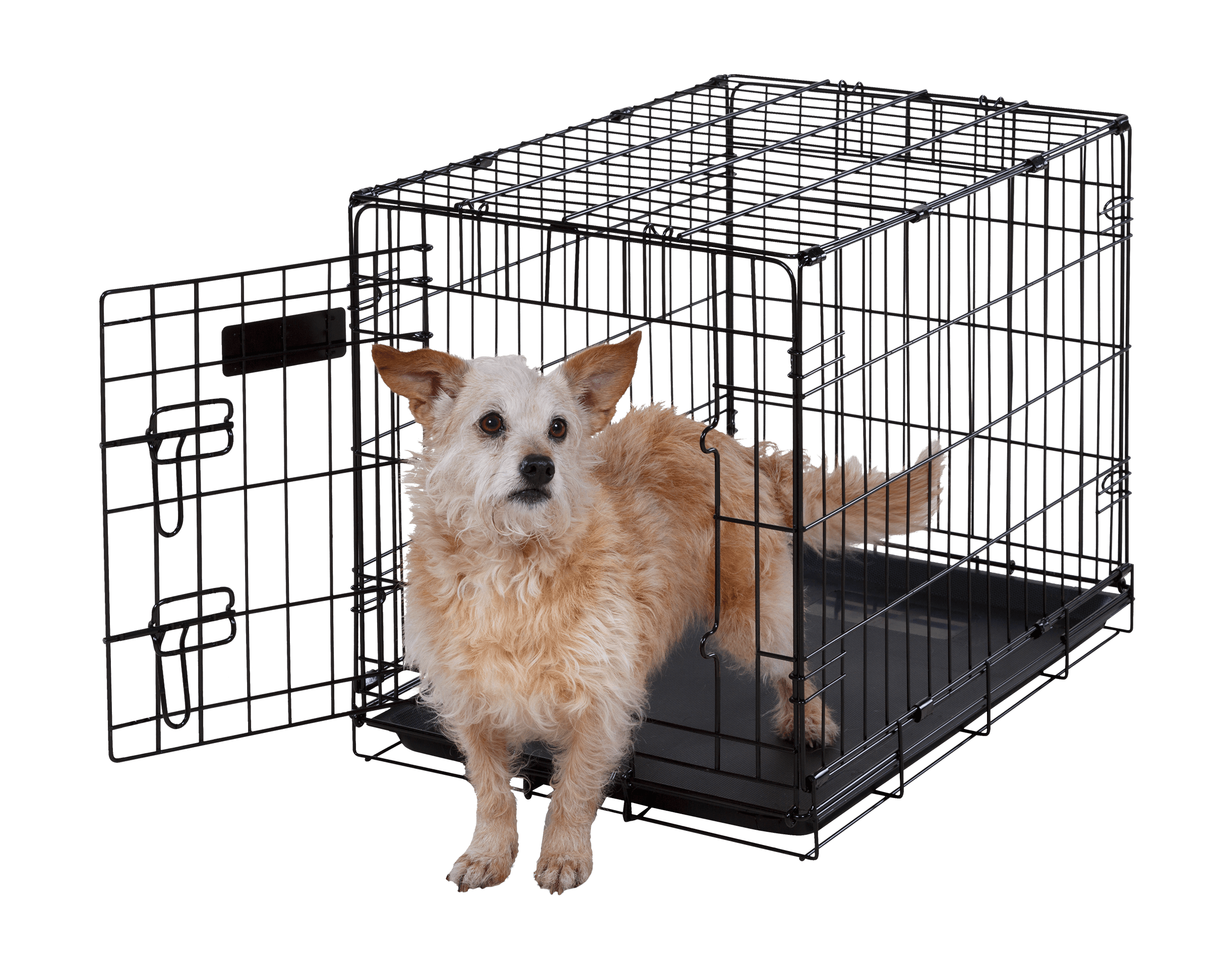 dog in 24 inch wire kennel single door