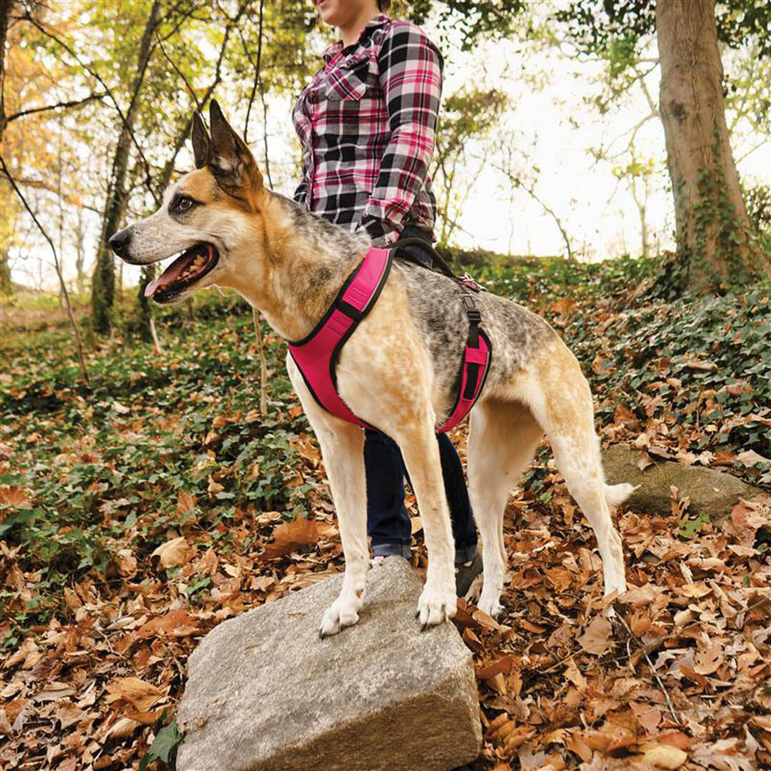 Dog wearing petsafe easysport harness - pink