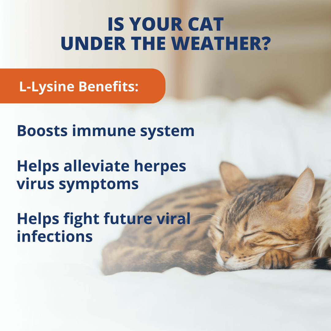 Under the Weather Cat lysineInformation chart