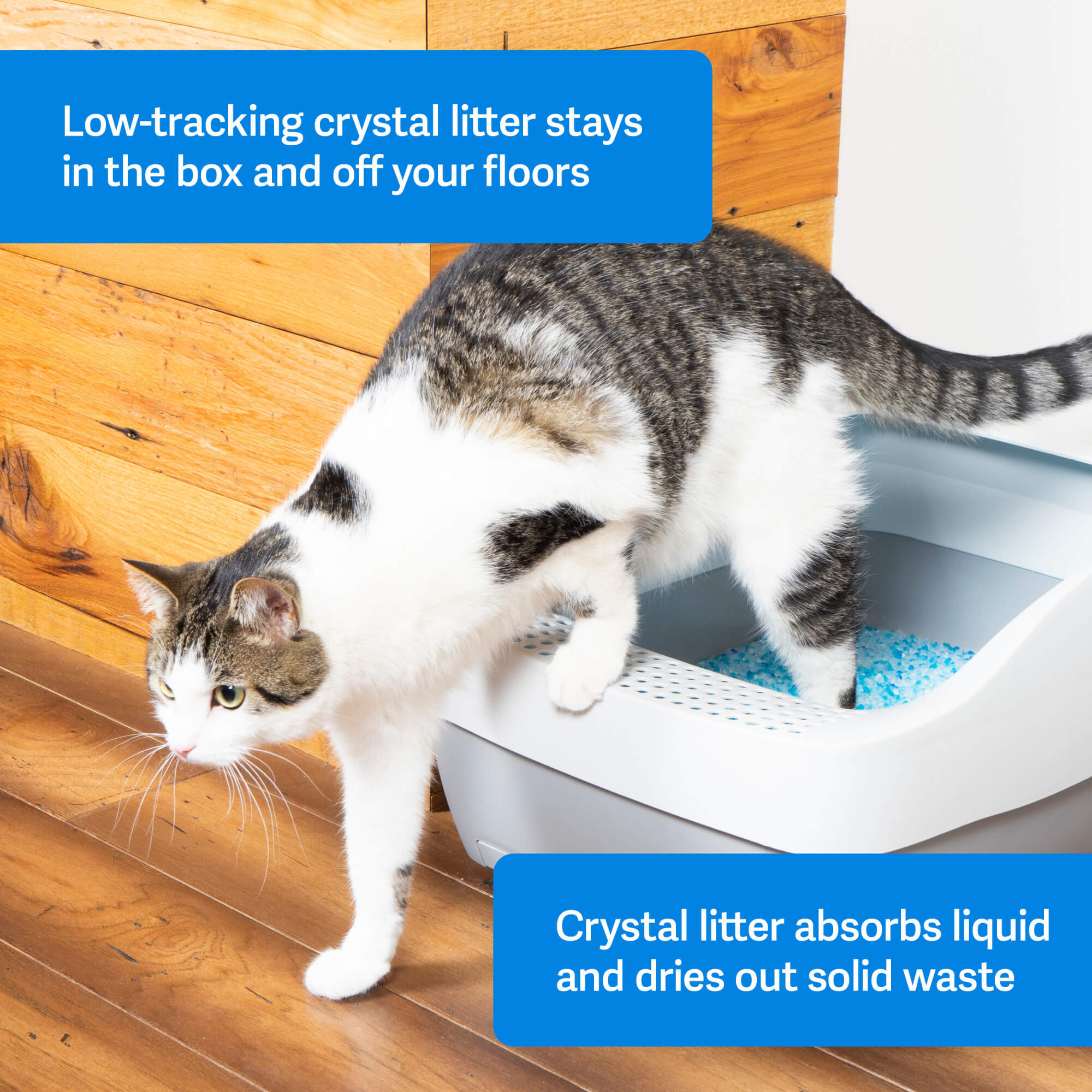 low tracking blue crystal cat litter cat stepping out of litter box scoopfree