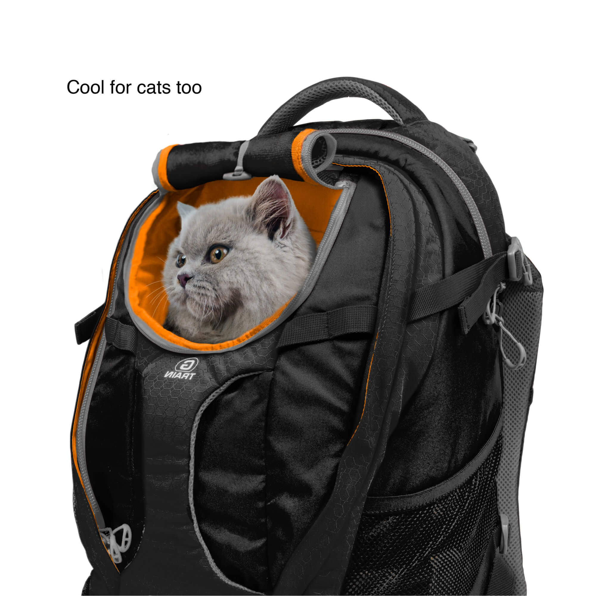 Cat sitting in kurgo pet backpack