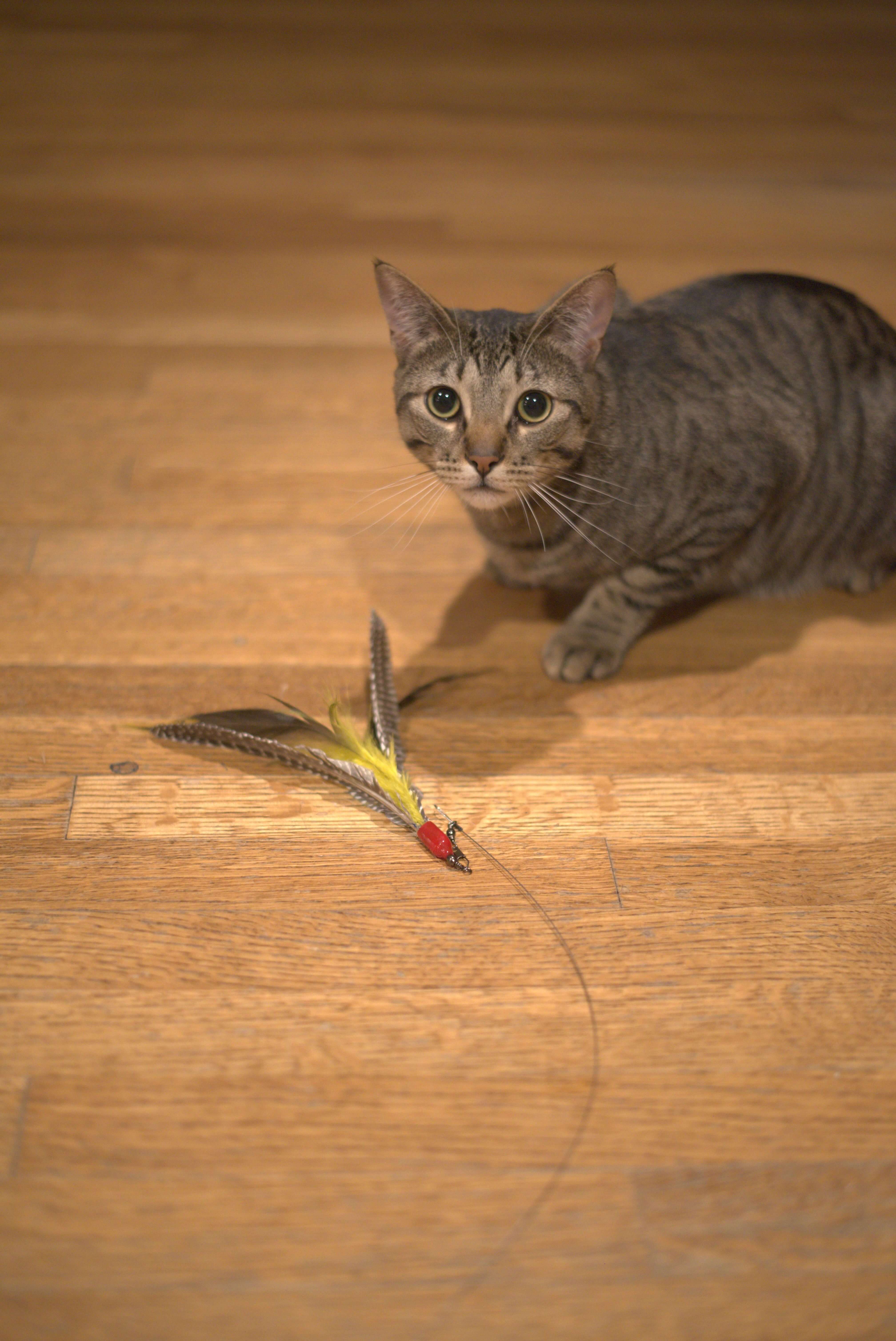 Cat playing with go cat cat toy - da bird wand