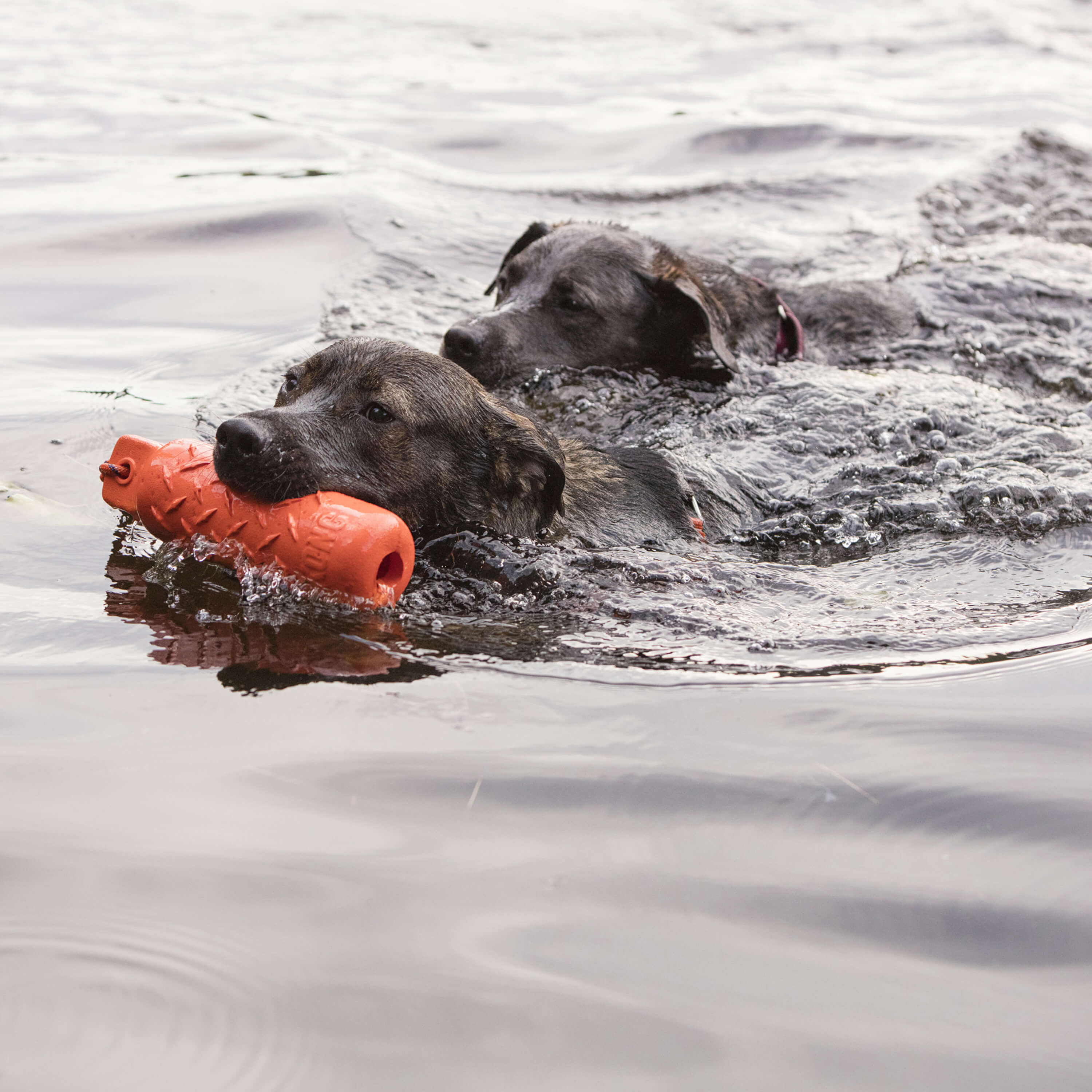 Dog swimming with kong training dummy