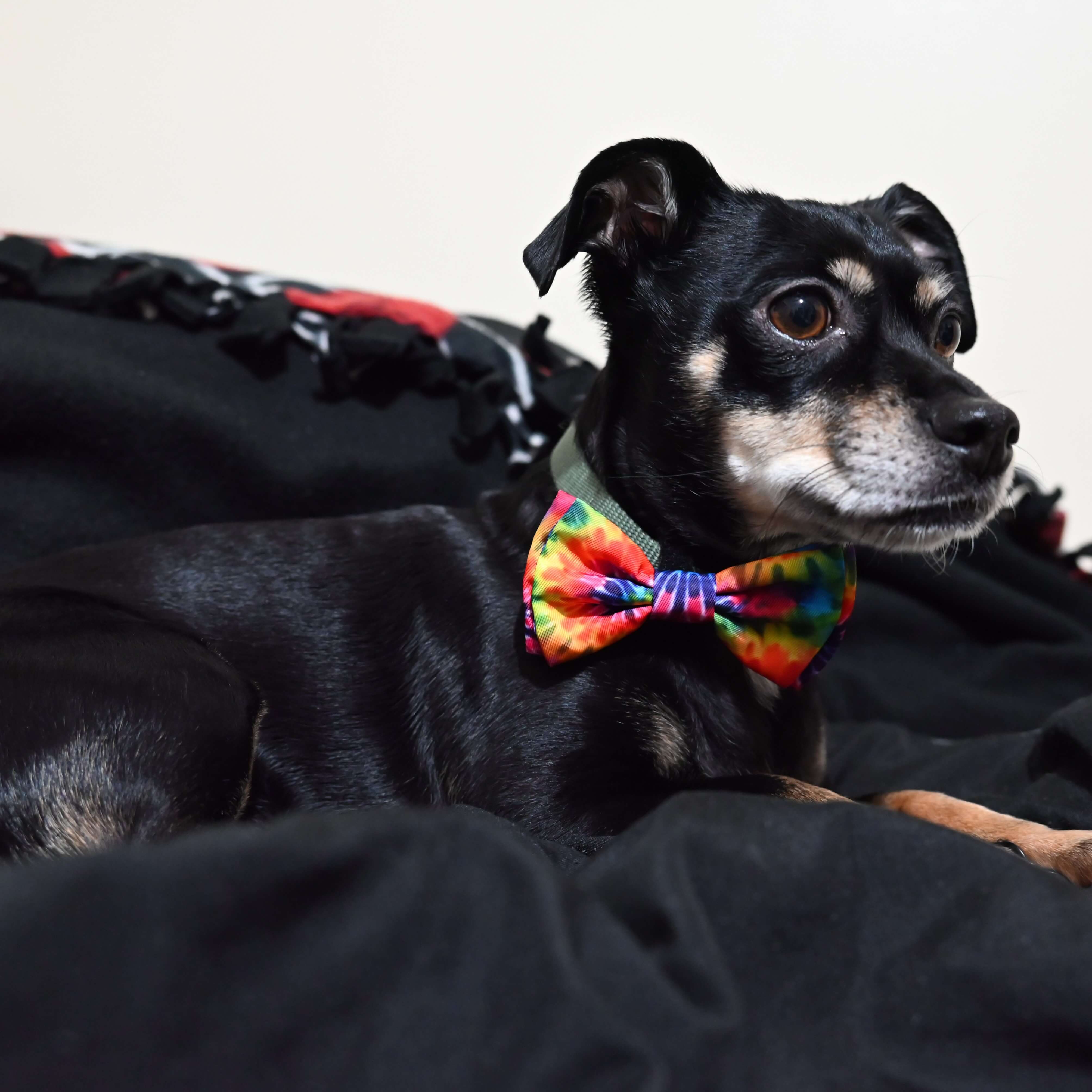 Huxley & Kent - Pet Bow Tie