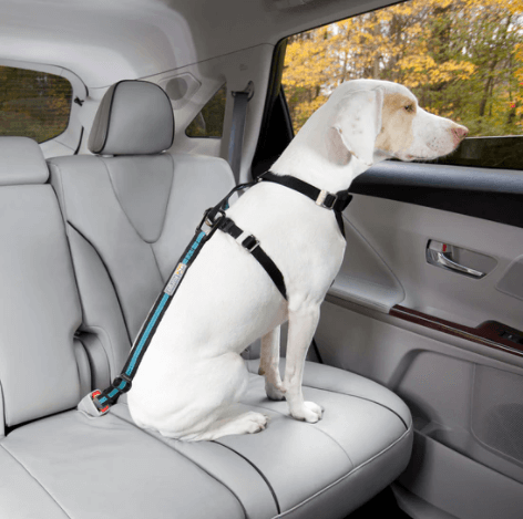 Dog wearing harness clipped into back seat with kurgo direct seatbelt teather