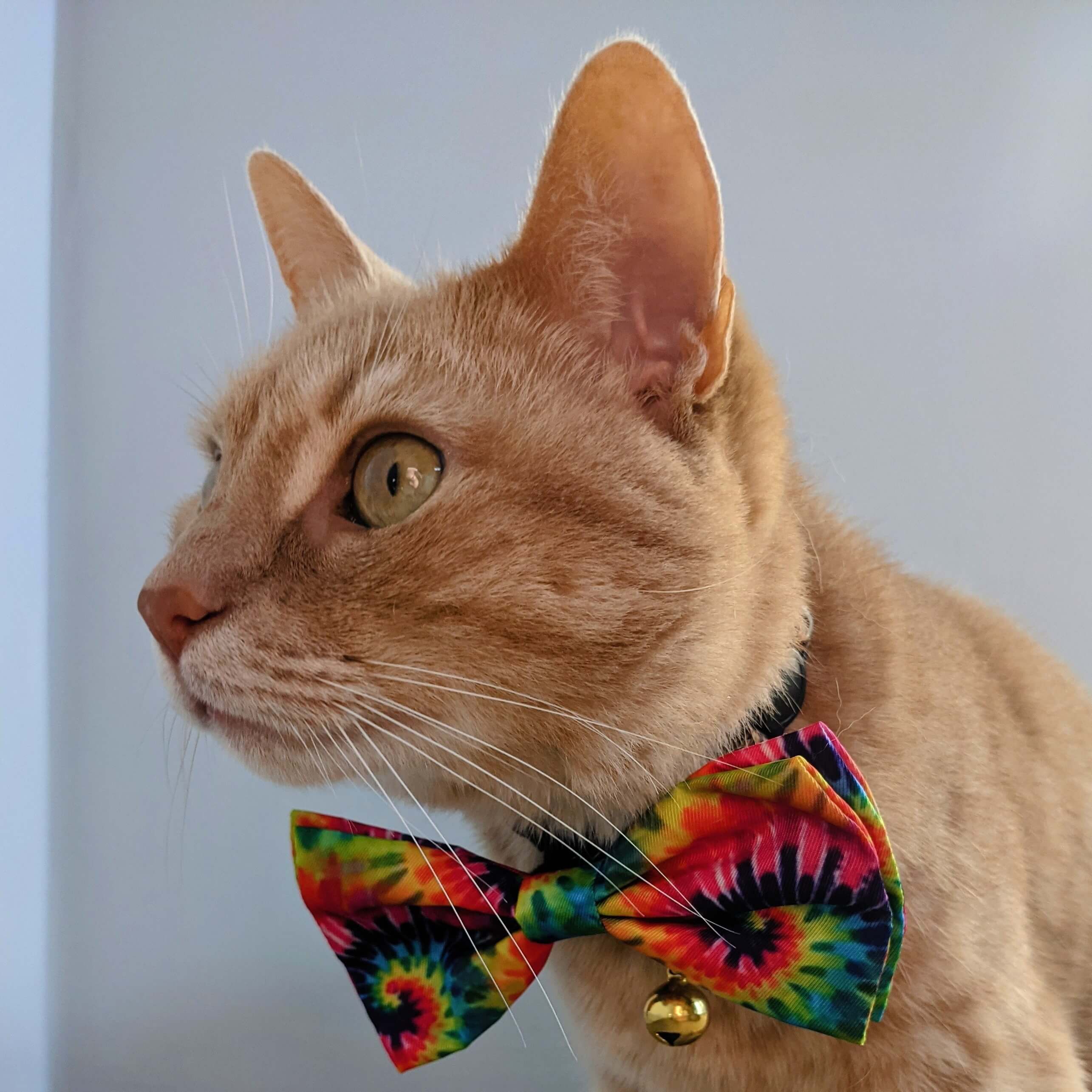cat wearing huxley & kent woodstock bow tie