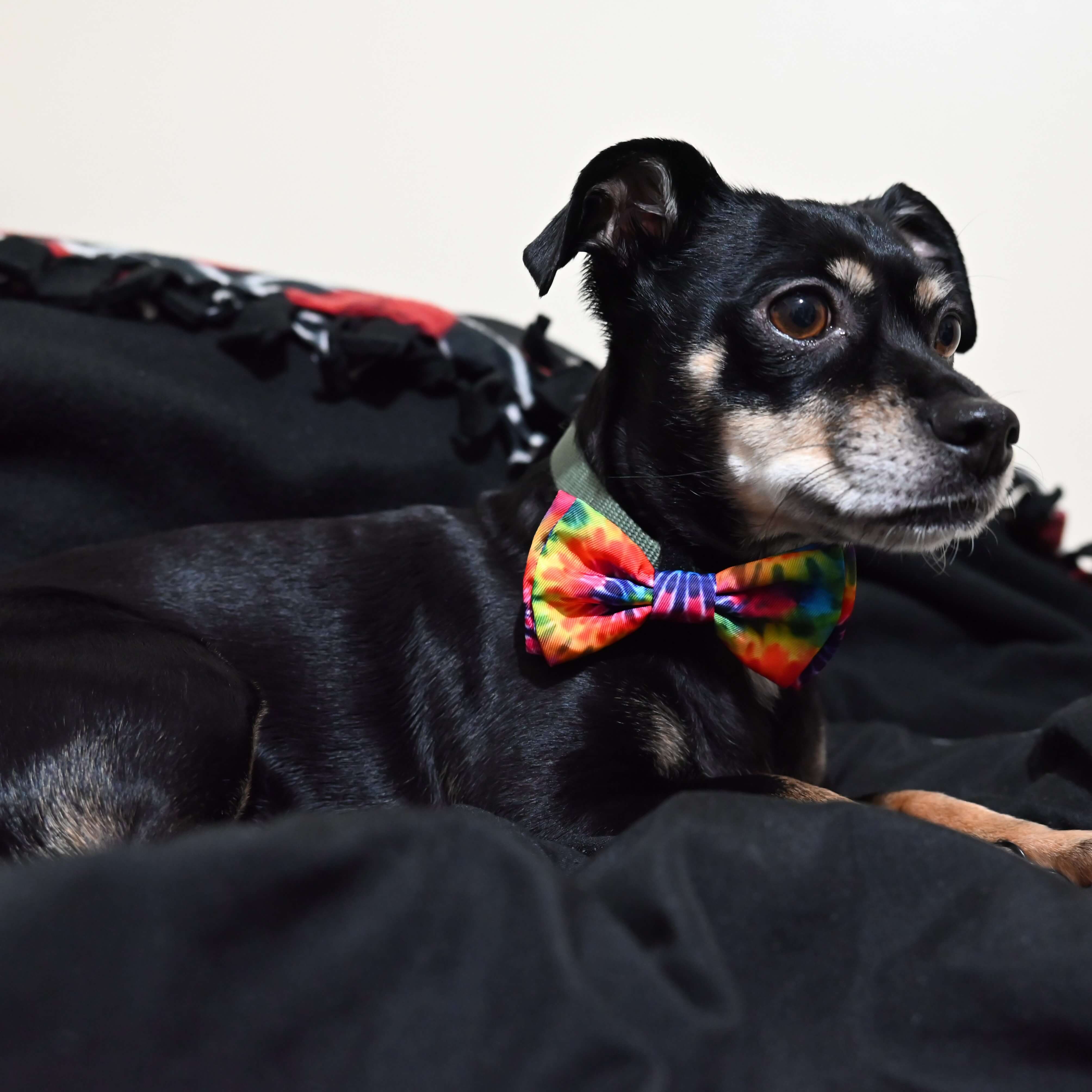 huxley & kent woodstock bow tie on a black small dog 