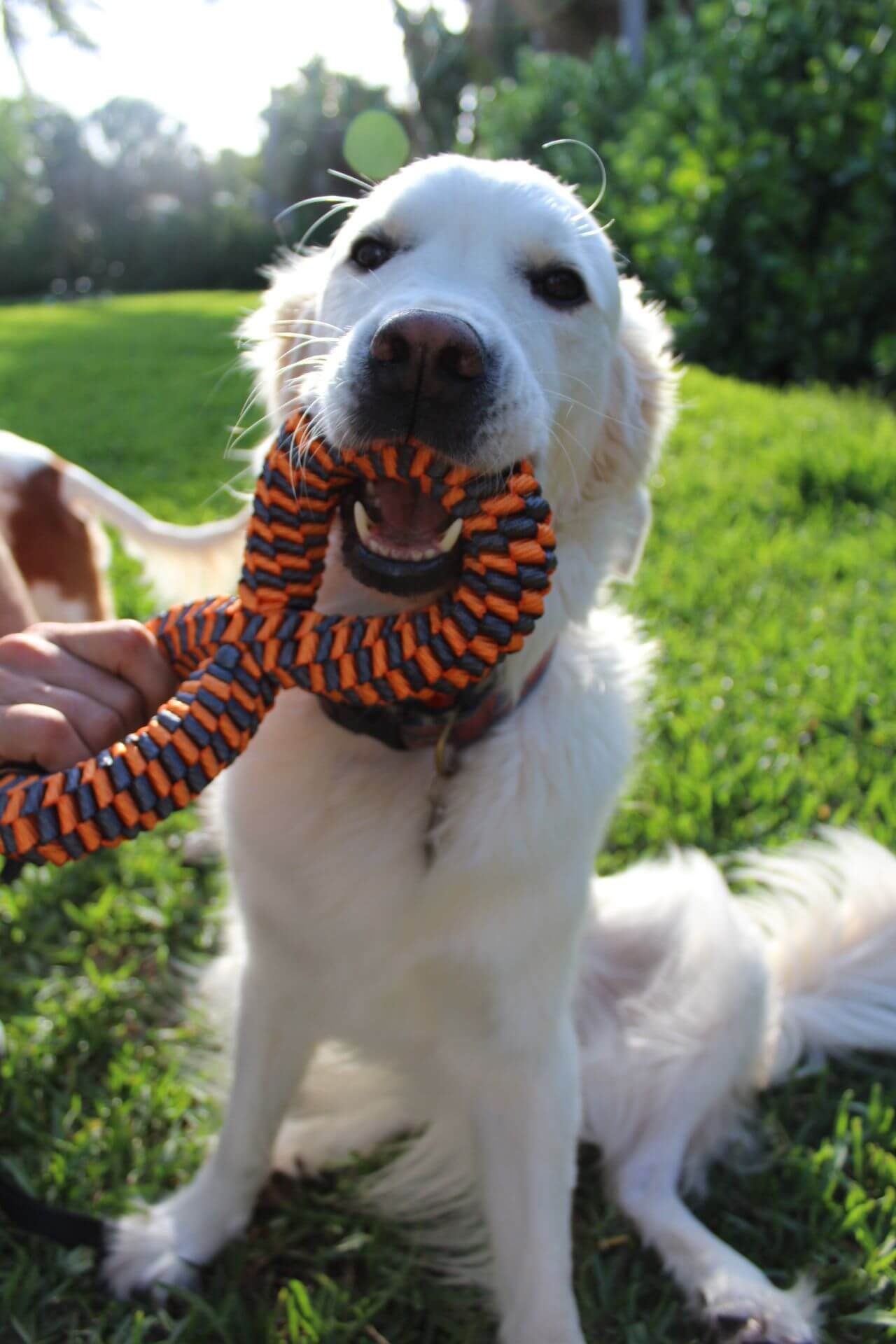 Dog playing with Tall Tails infinity tug toy