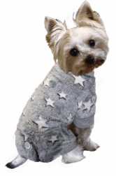 Dog posing in fashion pet shiny stars pjs - gray