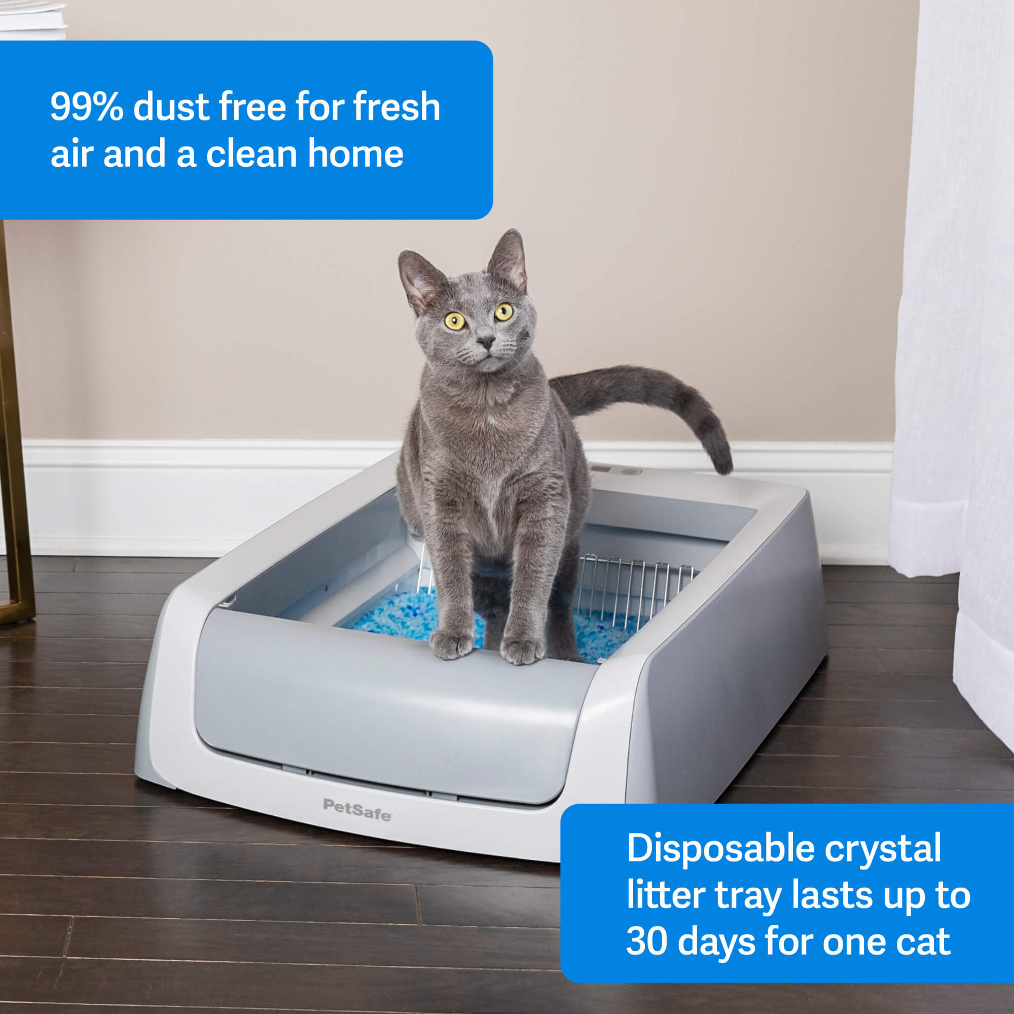 cat in litter box with blue crystal litter