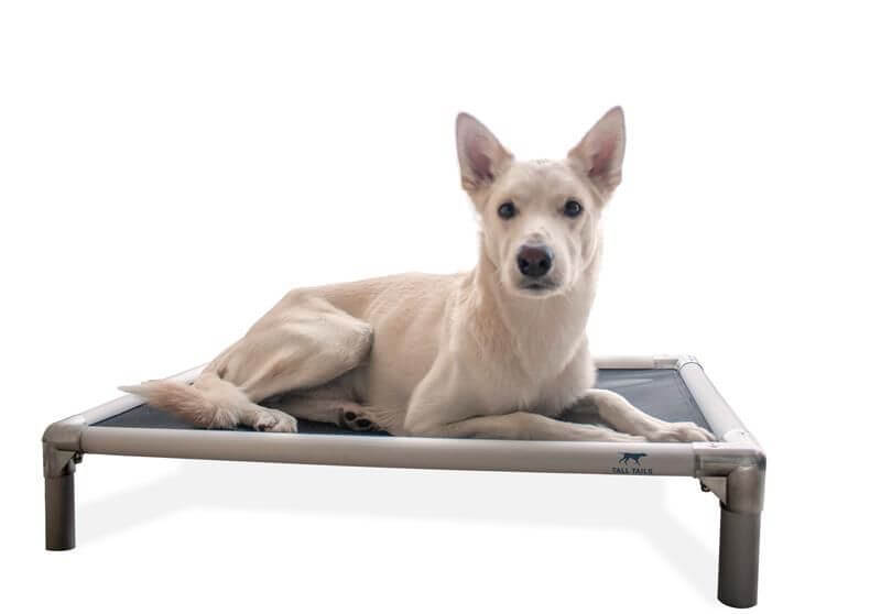 Dog laying on tall tails elevated cot bed