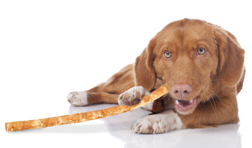 Dog chewing on nothin' to hide alternative beef rawhide 