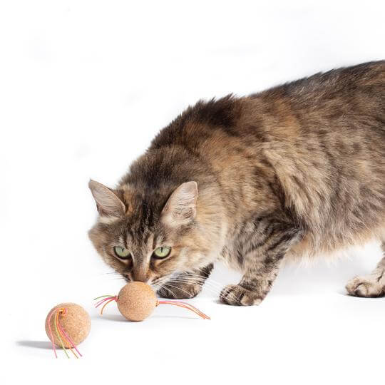 Cat playing with hauspanther cat toy - cork bombs zest