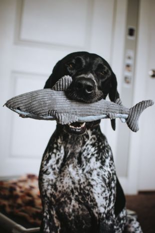 Dog holding Tall Tails plush shark dog toy